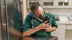 Pet dental insurance coverage | ManyPets