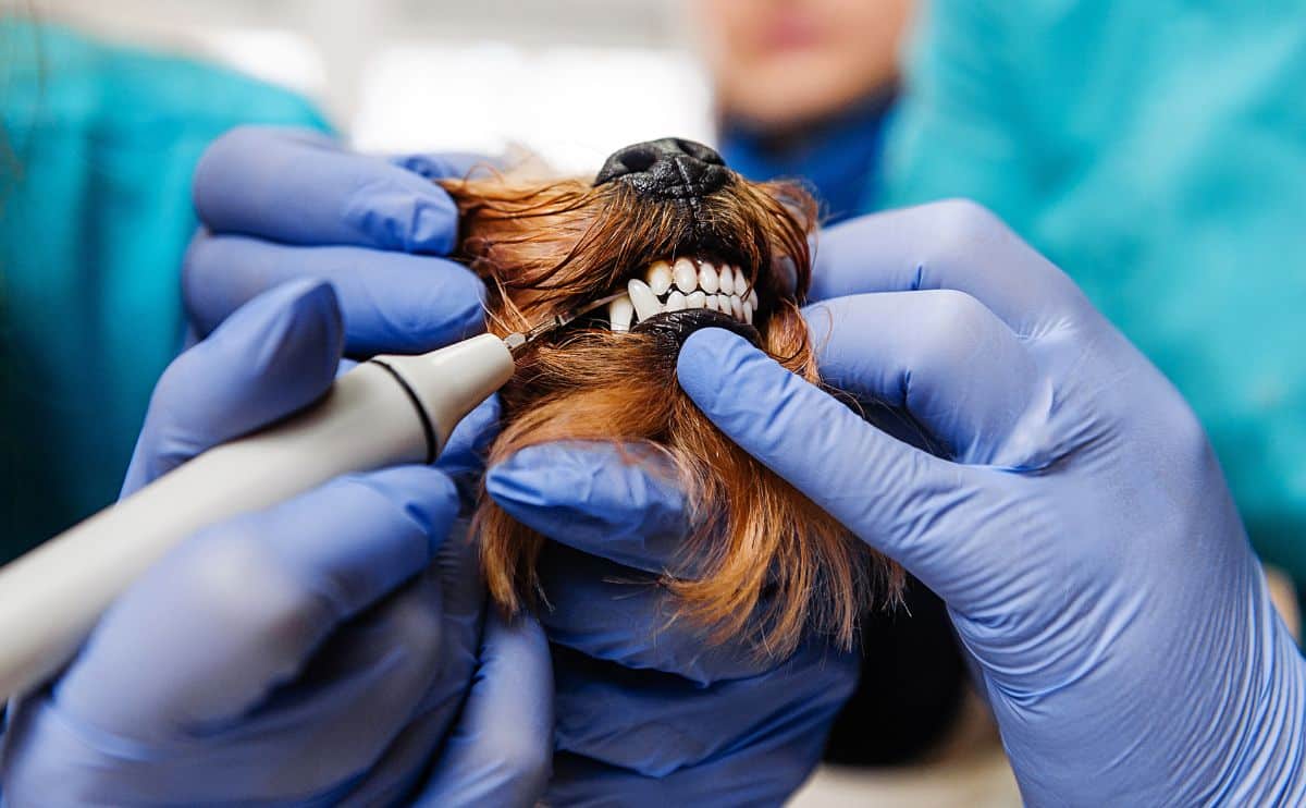 Pet Insurance For Dental Care | ASPCA® Pet Health Insurance