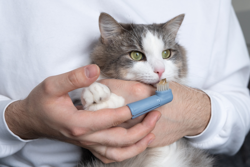 Does Pet Insurance Cover Dental Care? • Lemonade