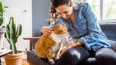 What Is Pet Dental Insurance And What Does It Cover For Your Pet ...